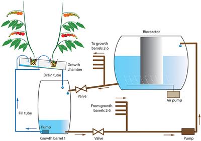 Organic Waste-Based Fertilizer in Hydroponics Increases Tomato Fruit Size but Reduces Fruit Quality